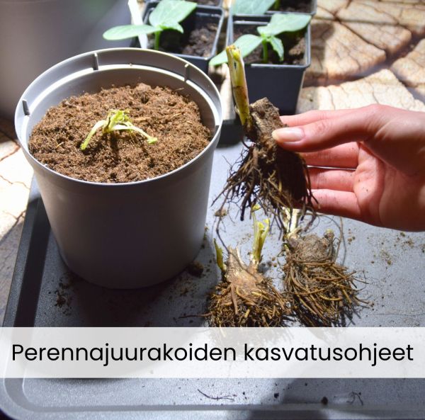 Perennrötternas odlingsråd